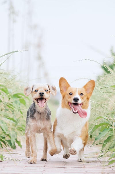 除了棕色的狗，还有白色和棕色的柯基犬